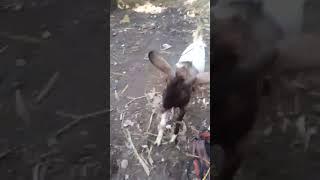 anak kambing nakal  #yputubeshorts #goat #shortvideo #videoshort #fyppp