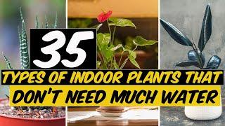 35 Types of Indoor Plants Dont Need Much Water - The Planet of Greens