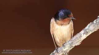 Barn Swallows in Maine