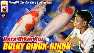  Cara Bikin Body Koi Jadi Bulky Munuk  Memelihara Ikan Koi