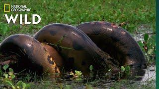 Anaconda Devours Huge Meal  Monster Snakes