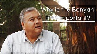 Why is the Banyan tree considered so important?