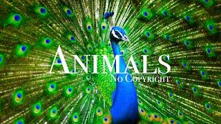 Animals Stock Footage  No Copyright Wildlife Shots  Royalty free animals  free stock videos