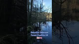 Beautiful Delamere Forest Cheshire UK