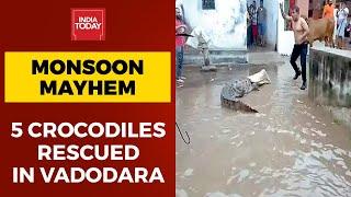 Monsoon Mayhem At Least 5 Crocodiles Rescued From Gujarats Vadodara  WATCH