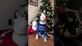 Beautiful husky christmas song 