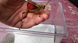 Holding giant grasshopper