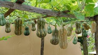 Unique idea Recycle tires to grow pumpkins with high yield super sweet at home