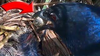 WADUH..TERNYATA BURUNG BUBUT INI JUGA MENCURI TELUR BURUNG LAIN