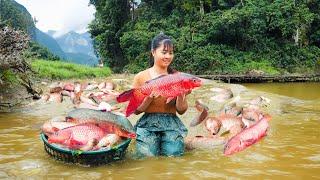 Harvesting A Lot Of Fish At Mud Pond Goes to market sell - Cooking fish  Phuong Daily Harvesting