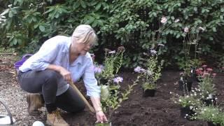 How to plant a herbaceous border