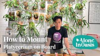 How to Mount Staghorn Fern Platycerium on Board  Simple Step-by-Steps Guide