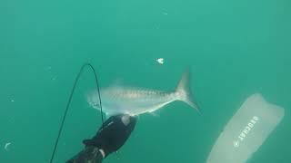 My first spearfishing video.