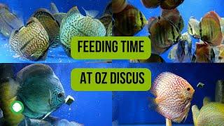 Feeding Time At OZ Discus  Freeze Dried Black Worms Seafood Mix Sera Insect Food