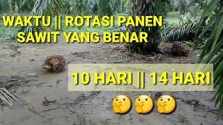 #rotasipanensawit#waktupanensawit    ROTASI PANEN KELAPA SAWIT YANG BAIK DAN BENAR