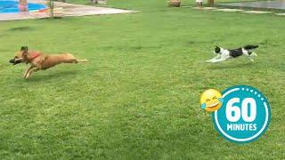 Hilarious Cat CHASES Dog   FUNNIEST Animals and Pets