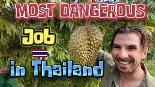 The most dangerous job in Thailand