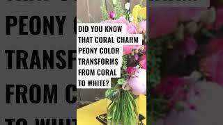 Coral Charm peonies
