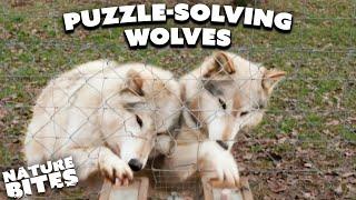 Wolves Show Off Their Incredible Intelligence Through Teamwork  Animal Conversations  Nature Bites