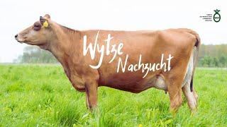 Wytze-Töchter frisch in Milch