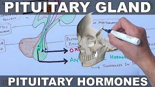 Pituitary Gland  Hormones and Hypothalamus