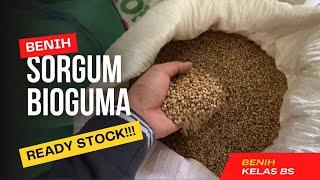 Benih Sorgum Bioguma Tersedia Siap Kirim ke Seluruh Daerah