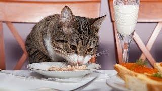 How to Feed Your Cat  Cat Care