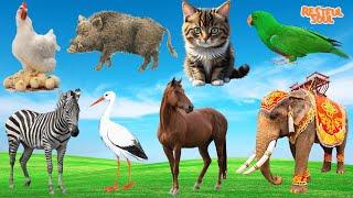 Funny Animals and Animal Sounds Chicken Pig Cat Parrot Zebra Stork Elephant - Animal Videos