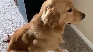 Golden Retriever Looks Guilty After Being Caught Making a Mess