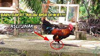 Review pikat dan AYAM HUTAN RAWATAN DUA MINGGU SUDAH SANGAT JINAK