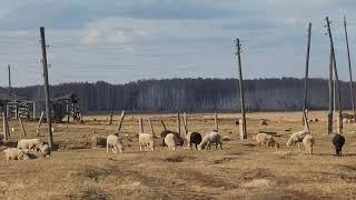 Деревни Омской области  Каракуль после пожара ...Деревня