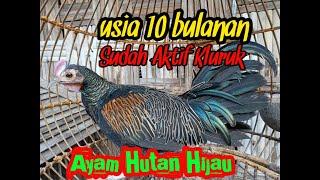 Suara ayam Jantan muda lancur ayam hutan hijau mulai aktif bunyi.