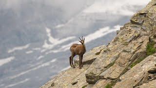 СЕРНА - удивительно ловкая горная коза катающая на своей спине даже ОРЛА