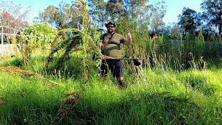 Mowing WET OVERGROWN Grass & 10 FOOT Weeds After MAJOR Australian FLOODS