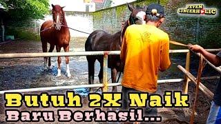 Kuda Pejantan THB Novar Stable Dengan Kuda Betina Muda KP Harsana Jaya Stable