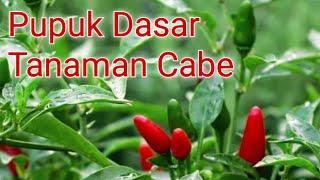 Cara Pemberian Pupuk Dasar Tanaman Cabai