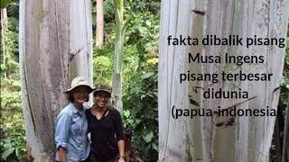 Musa Ingens tanaman pisang terbesar di dunia dari tanah Papua-indonesia