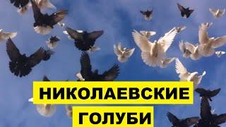 Николаевские голуби особенности и описание породы  Разведение домашних голубей