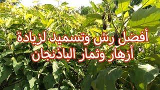 زراعة الباذنجان وأسباب قلة التزهير والمعاملات المطلوبة لزيادة الأزهار وعقد الثمار