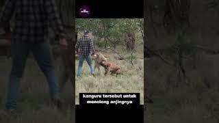 Meninju Kanguru Demi Menyelamatkan Anjingnya #shorts