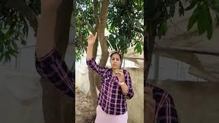 आम में किसान की सबसे बड़ी गलती  mango #mango #kisan #youtube #shorts #viral