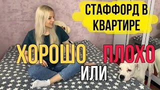 Стаффорд в квартире  Стоит ли заводить собаку в квартире