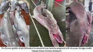 Rare 1760-pound goblin shark pregnant with 6 pups trawled up from Taiwan waters