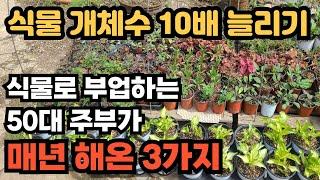 큰 돈 들이지  않고 식물 개채수를 늘리는 방법. 파종 삽목 포기나눔으로 식물을 늘려 정원 만들기에 활용하는 방법 소개