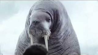 Spot Vigorsol - Walrus Funny Commercial