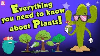 Everything You Need To Know About Plants  Source Of Oxygen  The Dr Binocs Show  Peekaboo Kidz