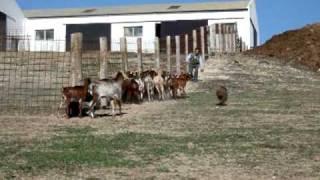 Spanish Water Dog Working Trial Goat Herding - Perro de Agua Español Herding Competition