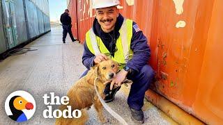 Coast Guards Rescue Dog Trapped In Shipping Container  The Dodo