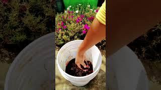 How to fill any container before planting vegetables seedlings#vegetableseedlings