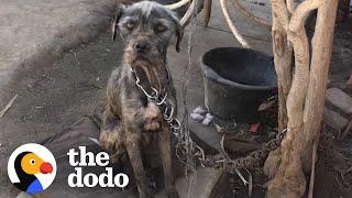 Watch This Woman Convince Guy To Give Her His Chained-Up Dog And Puppies  The Dodo Faith = Restored